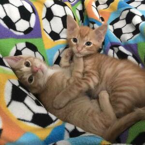 Team Page: Probably Gonna Walk